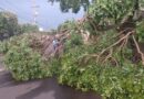 Defesa Civil trabalha no rescaldo da tempestade; 15 árvores caídas e 6 casas invadidas