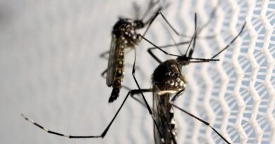 Santa Cruz tem 8 novos casos de dengue; Pq. São Jorge e Eldorado são os mais atingidos