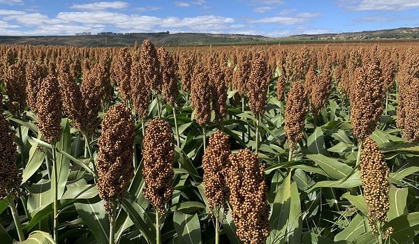 Produtores buscam alternativa para o milho na segunda safra de 2024