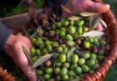 Com azeites premiados, olivicultura paulista é reconhecida internacionalmente