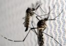 Santa Cruz bate novo recorde e tem mais dengue que sete cidades da região juntas
