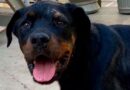 Rottweiler atacada por onça tem alta após um mês internada
