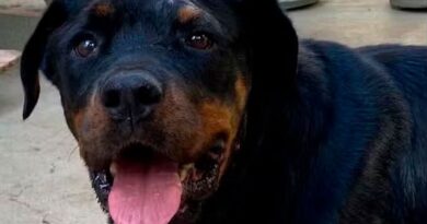 Rottweiler atacada por onça tem alta após um mês internada